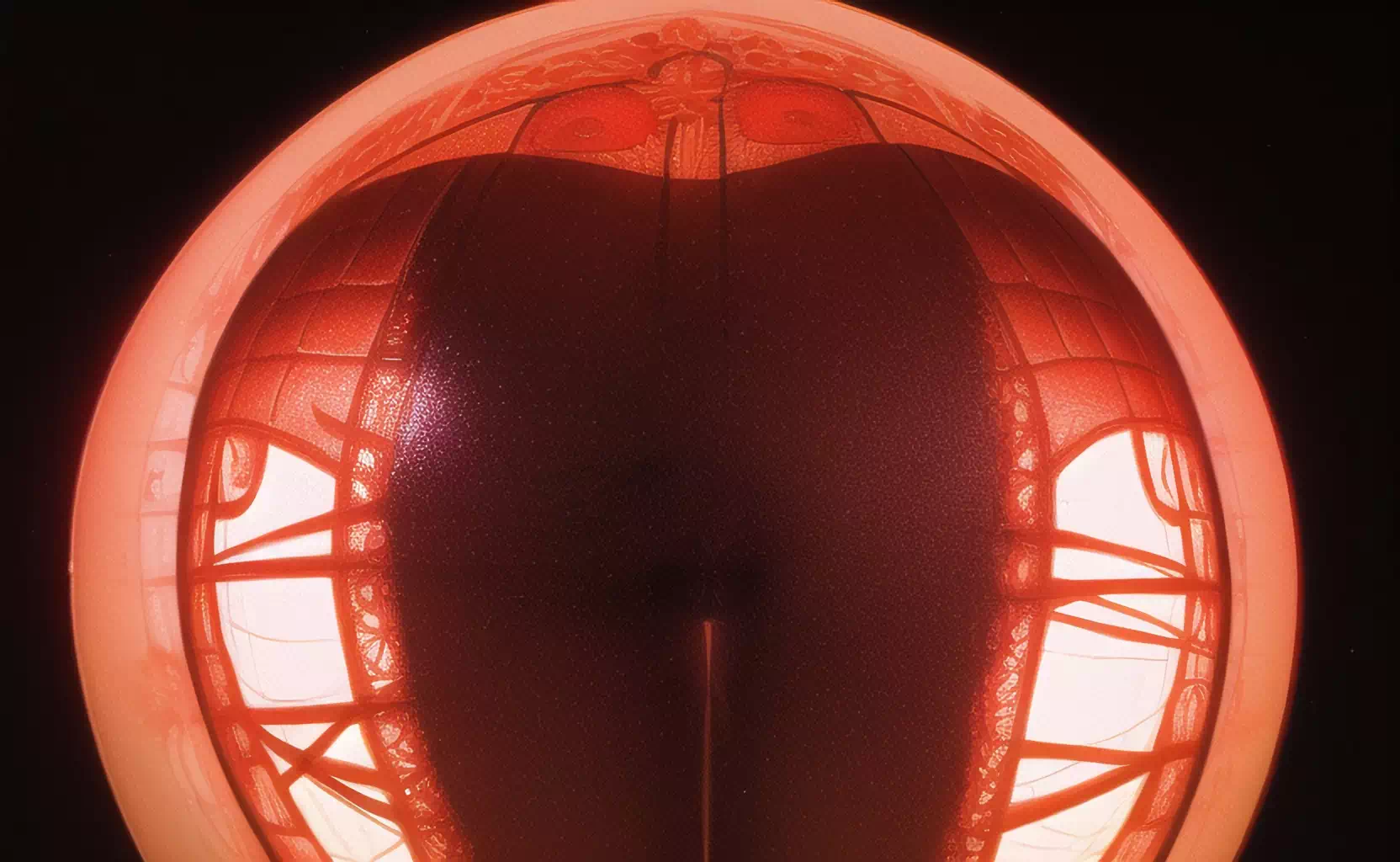 こどものこども